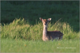 <p>DANĚK SKVRNITÝ (Dama dama) Šluknovsko - Valdek /Fallow deer - Damhirsch/</p>